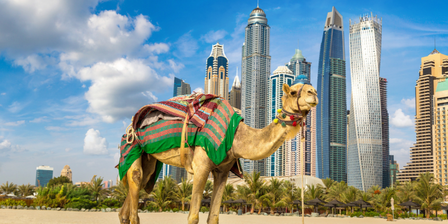 Photo of Dubai, at JBR, showing the high rises at the back, and a camel at the beach at the front of the photo